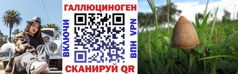 Купить закладки  Туран  Галлюциногенные грибы Psilocybe 
